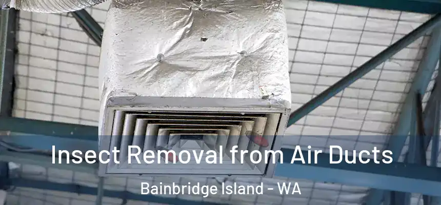 Insect Removal from Air Ducts Bainbridge Island - WA