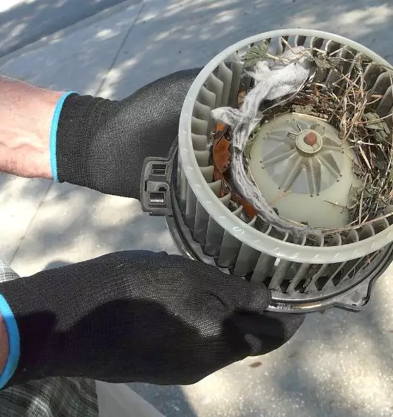 About Air Duct Mice Removal in Bainbridge Island, WA